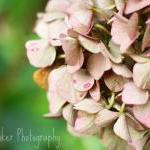 Autumn Hydrangea - 8x10 Fine Art Photograph