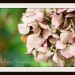 Autumn Hydrangea - 8x10 Fine Art Photograph